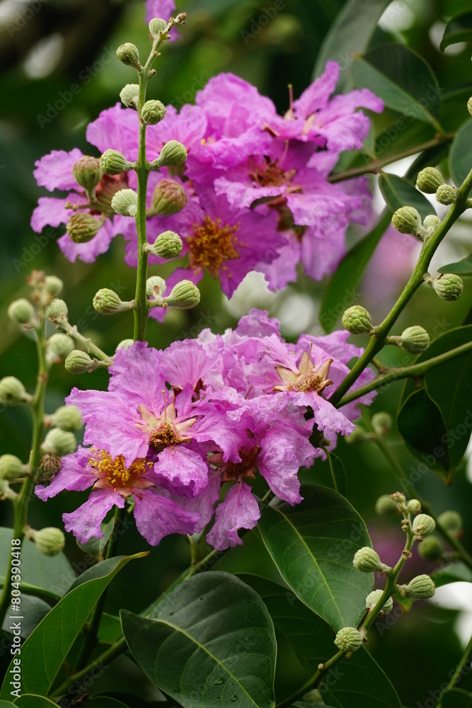 Close-up of Lagerstroemia speciosa flower blooming