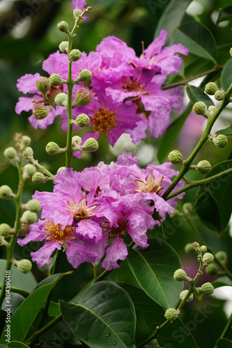 Close-up of Lagerstroemia speciosa flower blooming