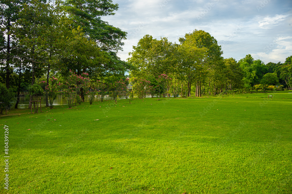 Green meadow grass tree park blue sky with cloud Green meadow grass tree park blue sky with cloud