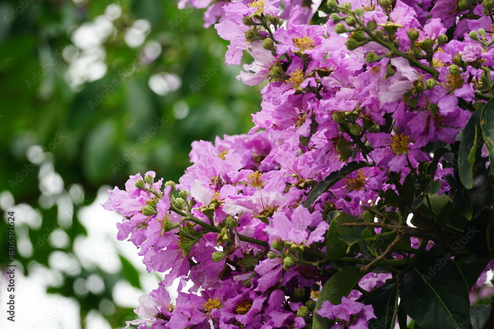 Close-up of Lagerstroemia speciosa flower blooming Close-up of Lagerstroemia speciosa flower blooming
