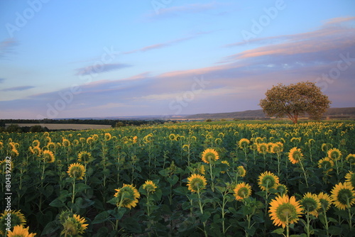 field of flowers