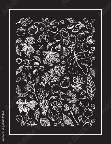 set illustration of various Garden Fruits, leaves, tree branches on black