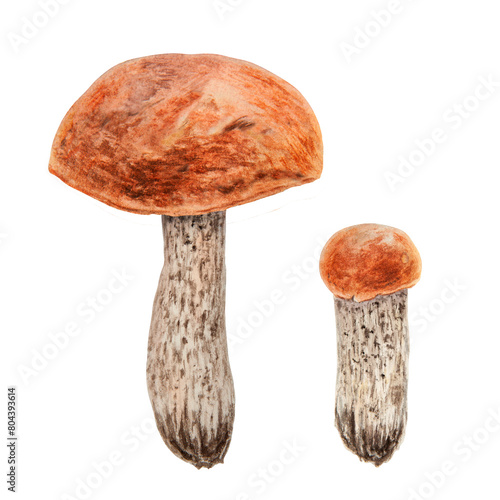 Wild edible mushrooms with red cap. Watercolor hand drawn botanical realistic illustration. Forest boletus clip art. Isolated painting for fabric, postcards, invitations, menus, prints, packing paper