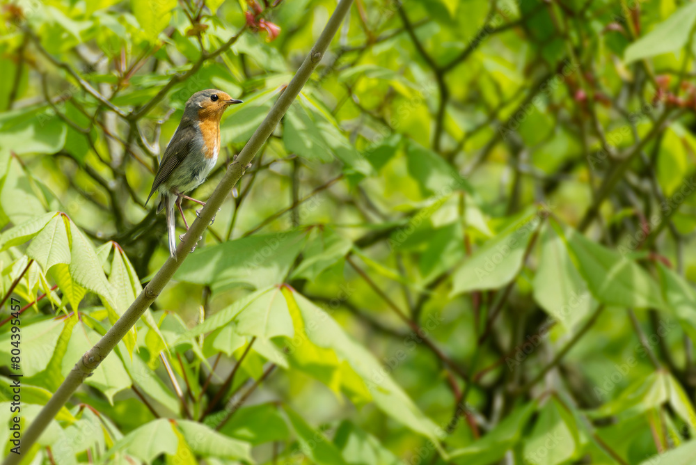 European robin (Erithacus rubecula) sitting on a tree branch in Zurich, Switzerland European robin (Erithacus rubecula) sitting on a tree branch in Zurich, Switzerland