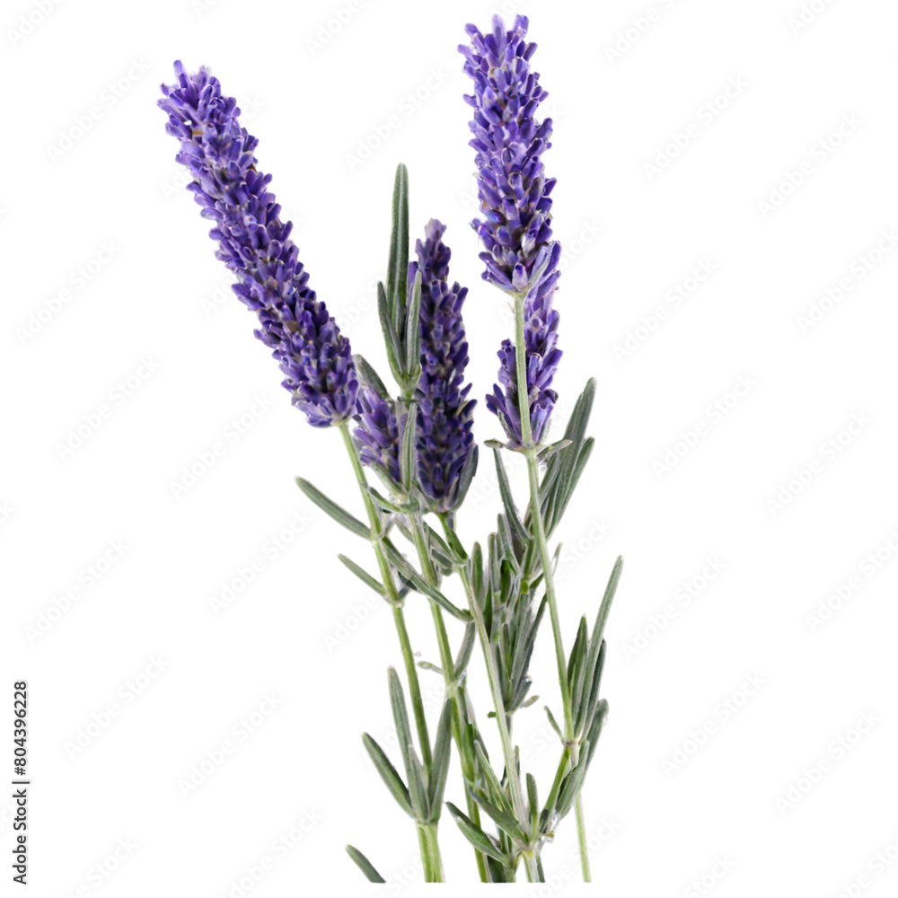 Naklejka premium Lavender herbal medicine isolated on transparent background