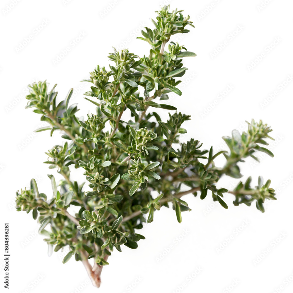 Thyme isolated on transparent background