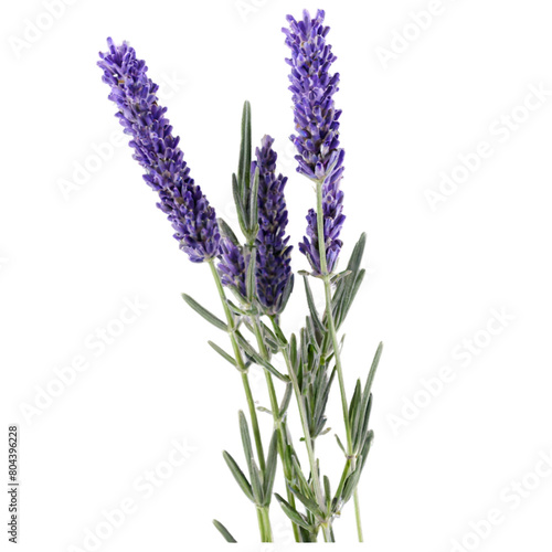 Lavender herbal medicine isolated on transparent background