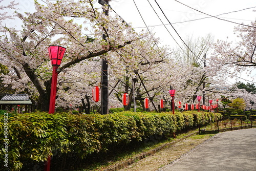 Wakayama-jo Castle with Spring Cherry Blossom in Wakayama, Japan - 日本 和歌山県 春の和歌山城