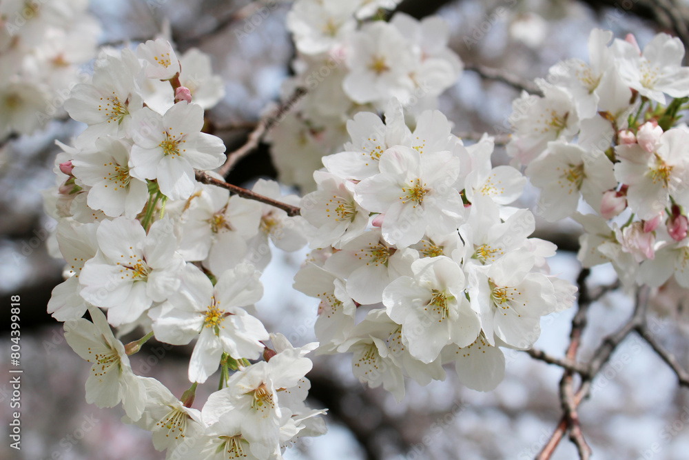Closeup of cherry blossoms in full bloom background Closeup of cherry blossoms in full bloom background