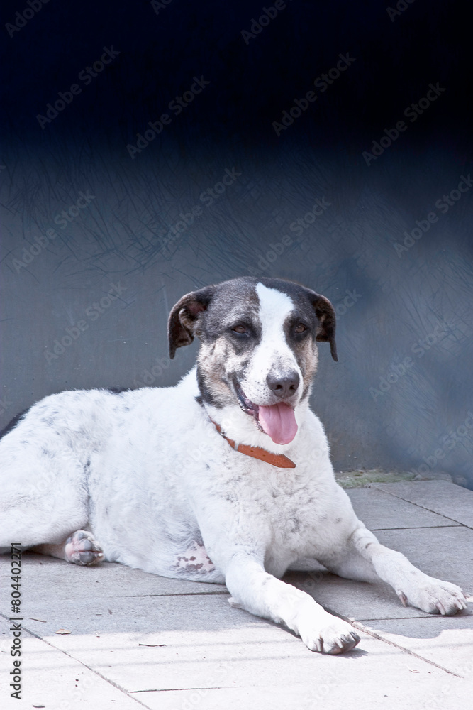 Porträt eines liegenden Mischlingshund