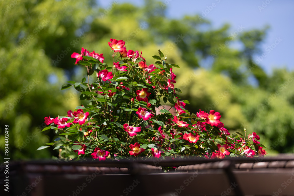 屋根から突き出した赤いつるバラの花 屋根から突き出した赤いつるバラの花