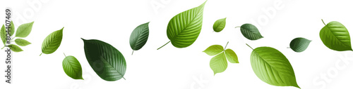 Green flying leaves seamless border. Green leaves wave .Falling fresh leaf . Foliage green leaves ornament . Elements for eco friendly,bio,vegan logo .Realistic green leaf .
