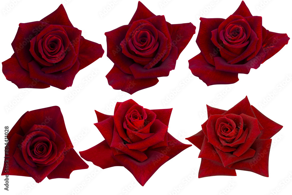 Six dark red velvet rose isolated on white background.Photo with clipping path. Six dark red velvet rose isolated on white background.Photo with clipping path.