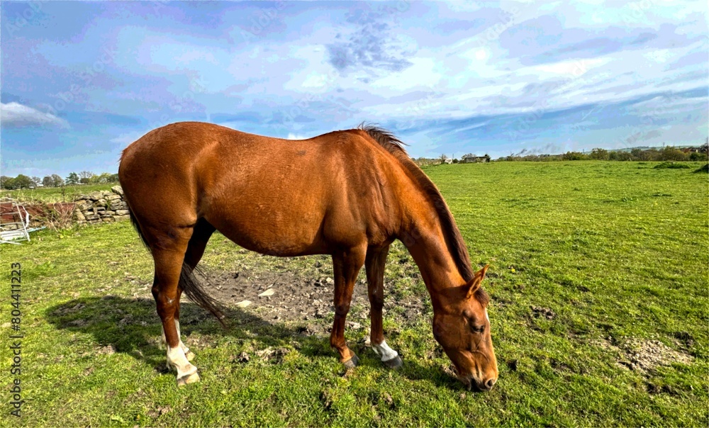 Fototapeta premium A sleek-coated brown horse, grazes in a lush green pasture under a partly cloudy sky, its legs marked with white, near Smithy Lane in Wilsden, UK.