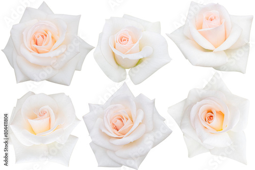 6 pink-white rose isolated on the white background. Photo with clipping path.
