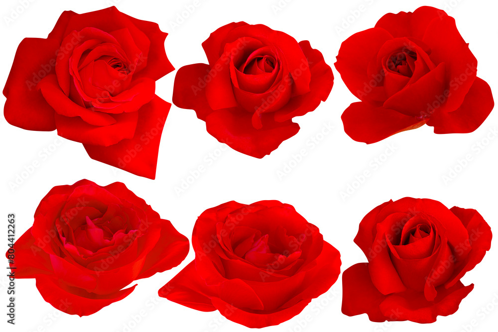 Fototapeta premium Collection red roses isolated frontal on white background.Photo with Clipping Path.