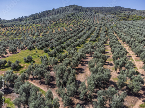 large extension of olive groves for oil production, near the town Puertas de Segura, Jaén province, Andalusia, Spain