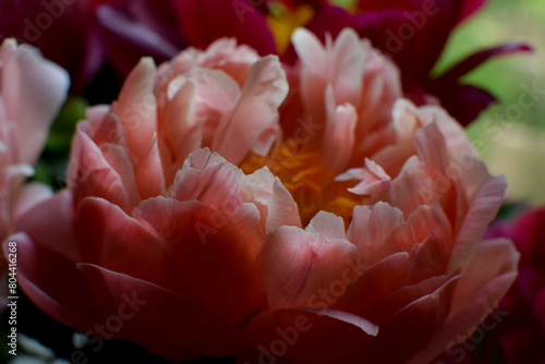 Close up of a beautiful coral peony in full bloom.
