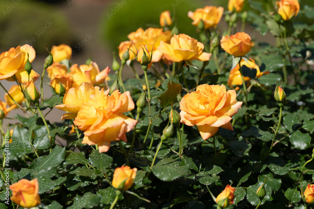 Fototapeta premium 薔薇