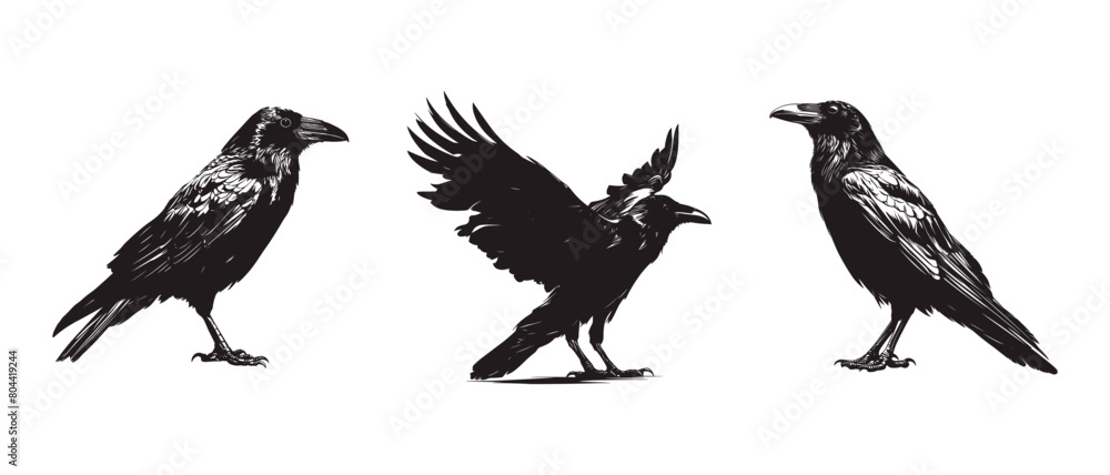Obraz premium Raven black silhouette vector illustration isolated on white background Crow Flat Logo Icon Clipart
