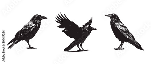 Raven black silhouette vector illustration isolated on white background Crow Flat Logo Icon Clipart