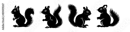 set Black squirrel vector silhouette isolated on white background	
