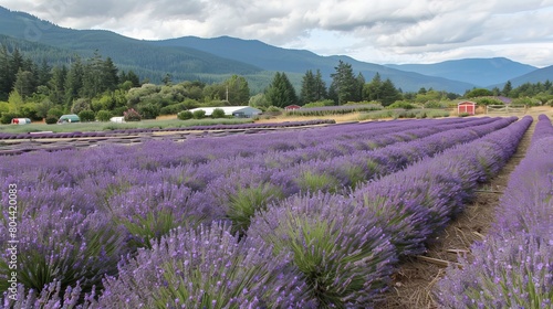 A picturesque lavender landscape captured at a lavender farm in Sequim  Washington  known as the Lavender Capital of the USA.