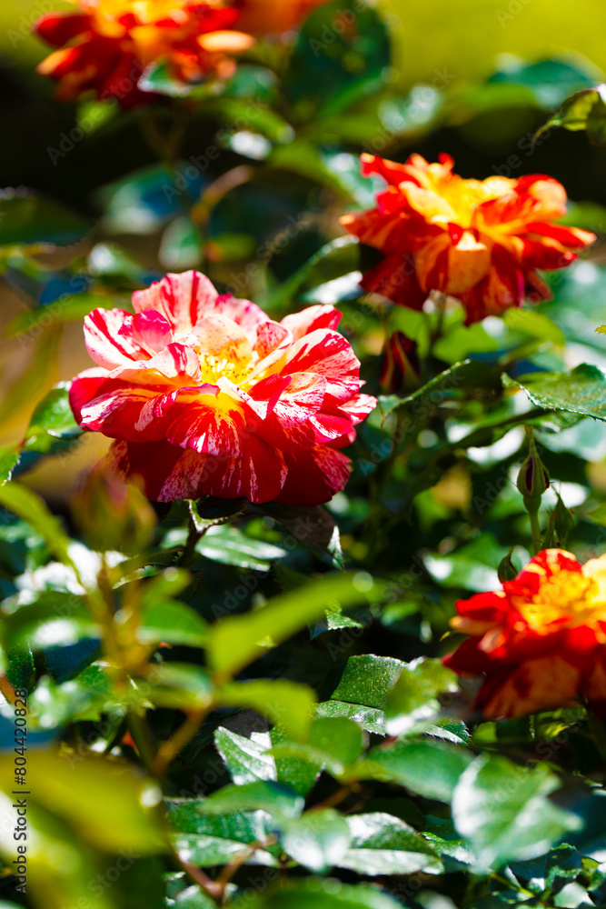 薔薇 薔薇