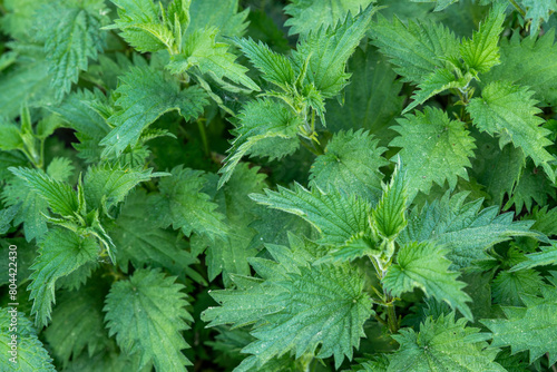 The common nettle  Urtica dioica  is  a hardy plant whose herb and seeds can be used. Close-up 