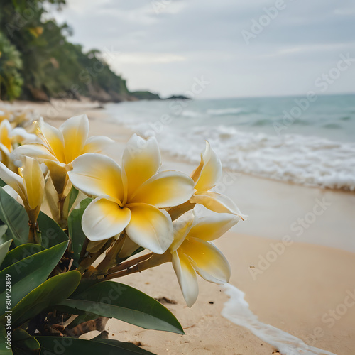 a many yellow and white flowers on the beach © Masum