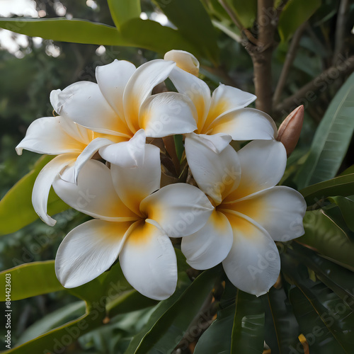 a many white and yellow flowers on a tree