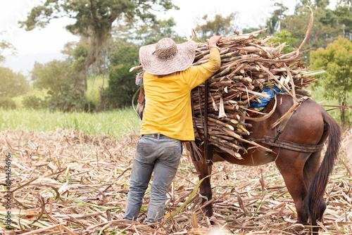 Foto lifestyle: peasant muleteer loading a mule with sugar cane