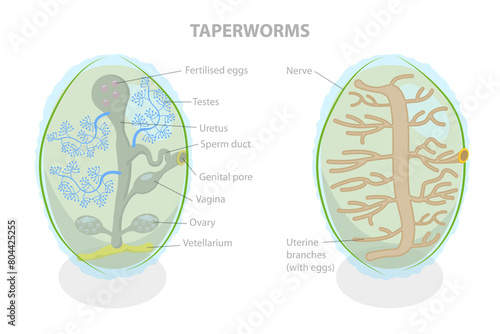 3D Isometric Flat  Illustration of Proglottid of Taperworm, Taenia Solium photo