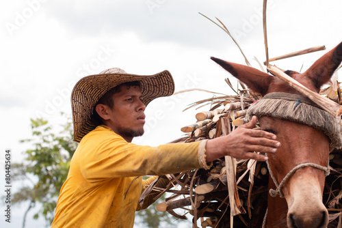 lifestyle: farmer or muleteer leading his mules loaded with sugar cane photo