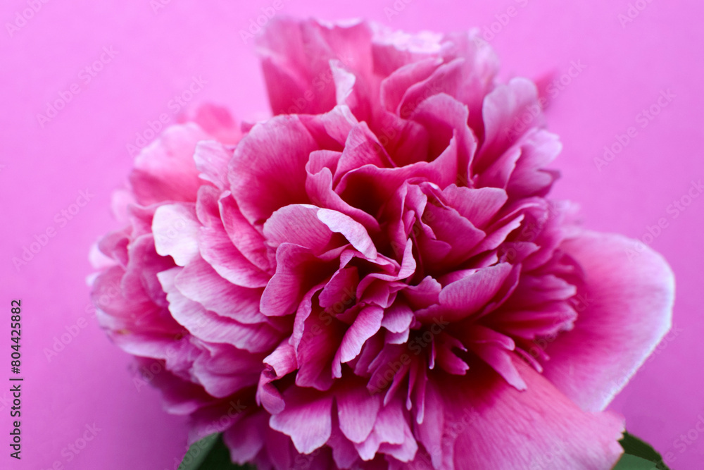 Beautiful pink peony in full bloom closeup on a pink background.