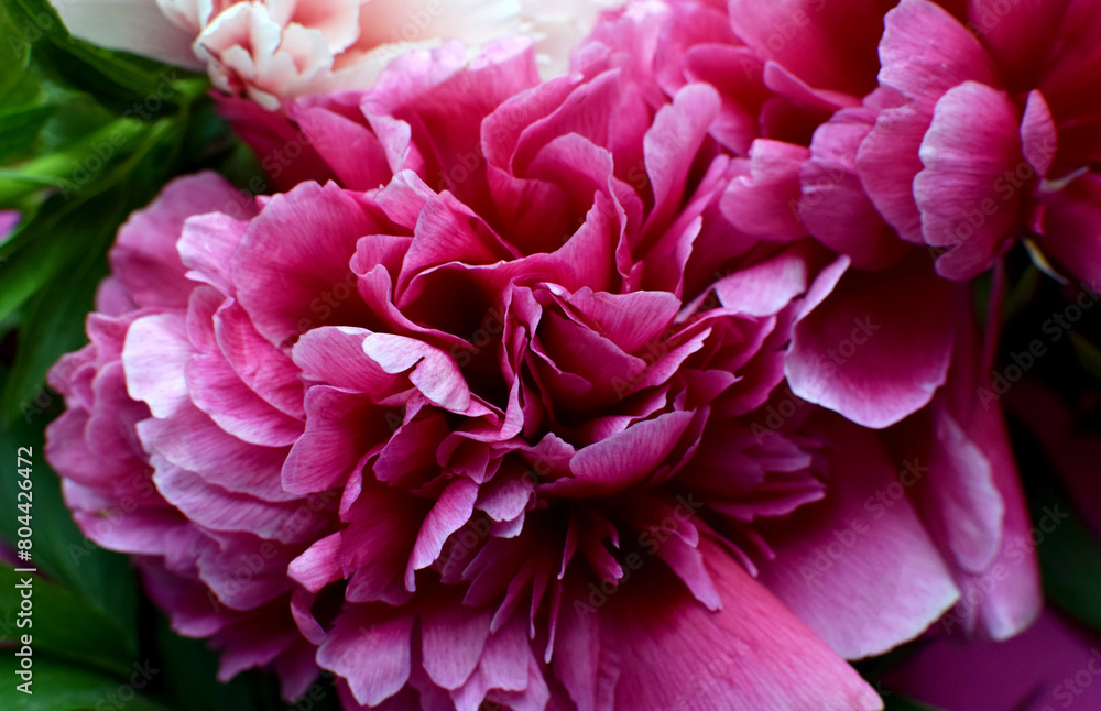 Beautiful floral background with red peonies closeup.