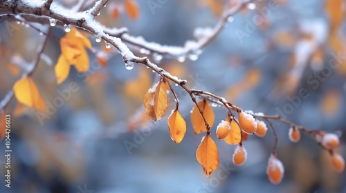 Beautiful branch with orange and yellow leaves in late fall or early winter under the snow