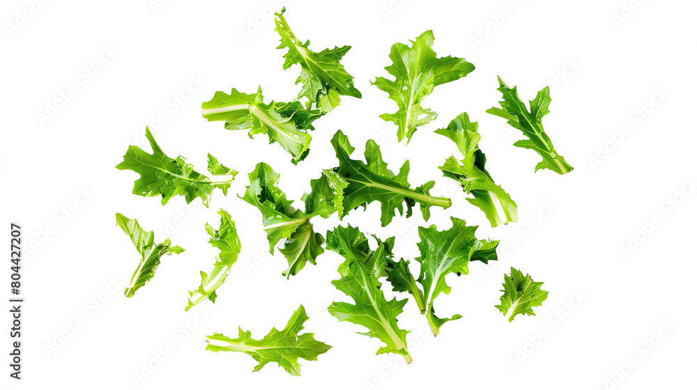 Fresh green leaves of endive frisee chicory salad isolated on white background with full depth of field. Top view. Flat lay Fresh green leaves of endive frisee chicory salad isolated on white background with full depth of field. Top view. Flat lay