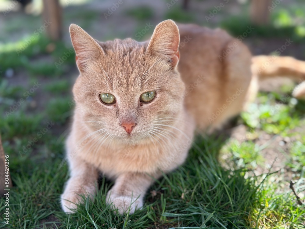 cat on grass