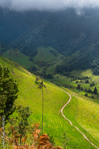 Cocora Valley, Quindio, Colombia