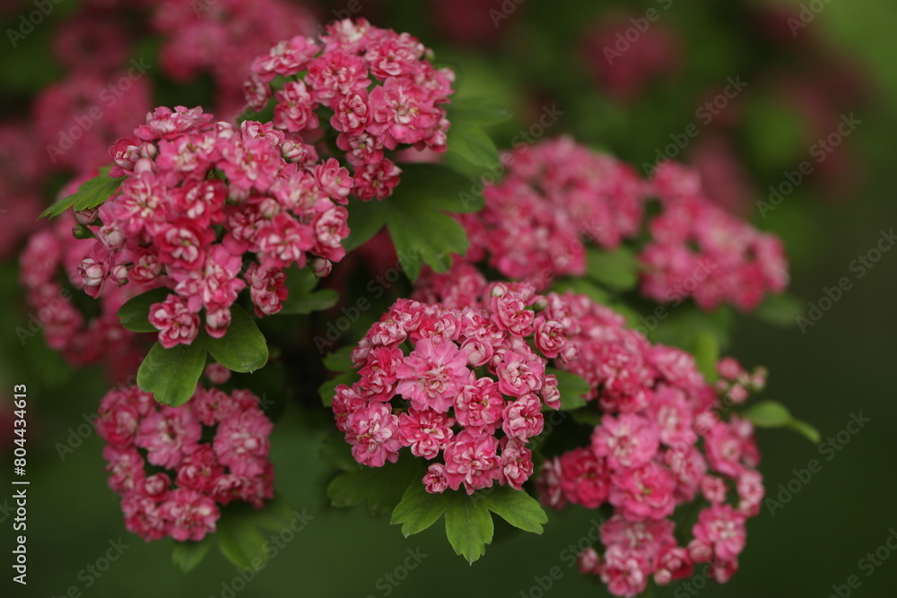 Pattern of Hawthorn flowers and copy space Pattern of Hawthorn flowers and copy space