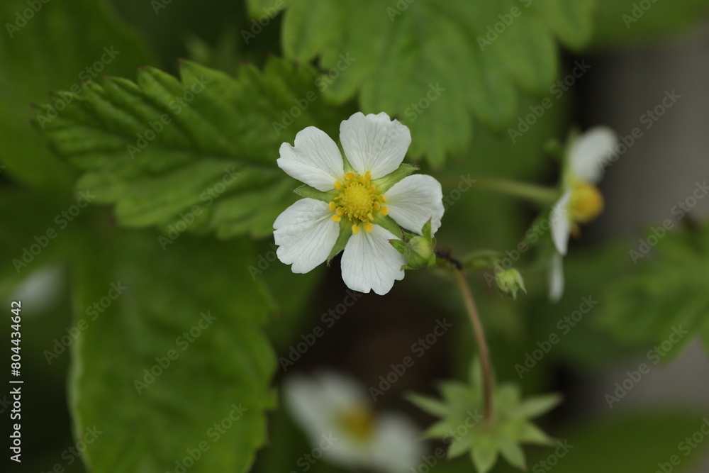 Green backgound with wild strawberry flowers