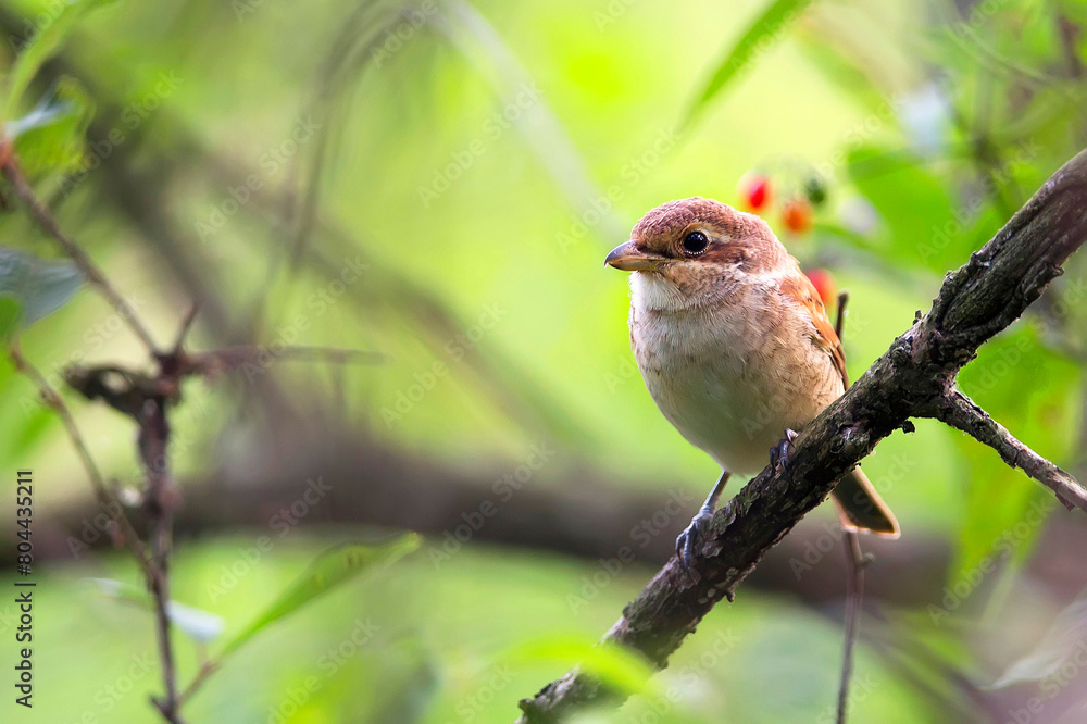 Obraz premium Red-backed shrike in the forest 