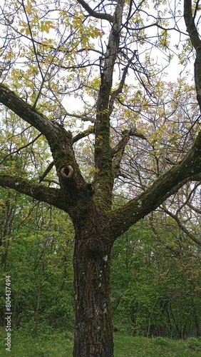 tree in the forest