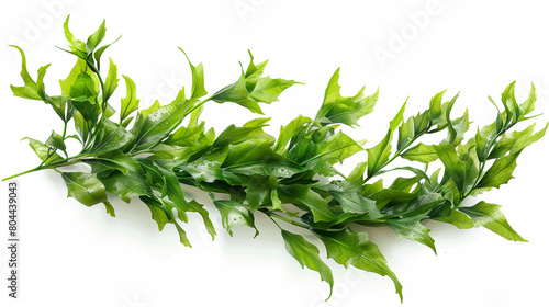 Seaweed clipart, isolated on white background