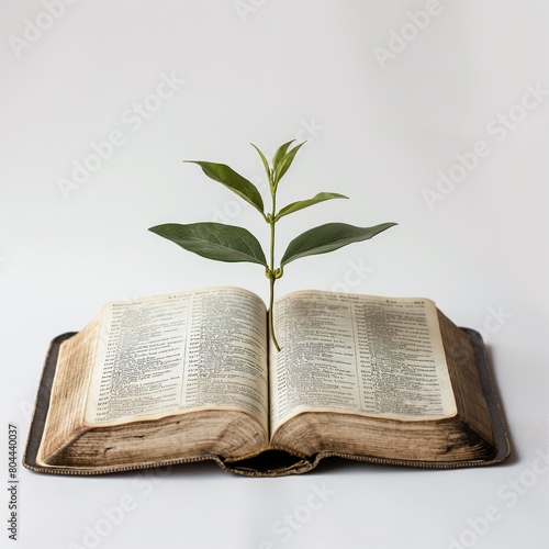 Wallpaper Mural An open Bible with a clean white background and a mustard seed sprouting on it Torontodigital.ca