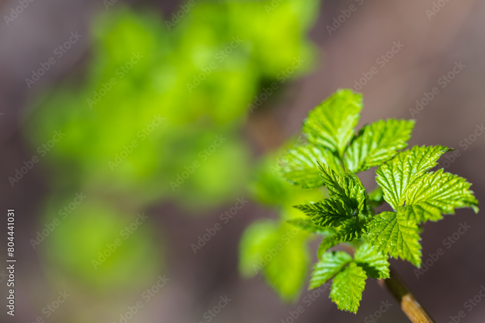 Young green leaves on a raspberry bush branch Young green leaves on a raspberry bush branch