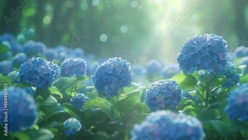 A field of blue flowers with green leaves 4K motion photo