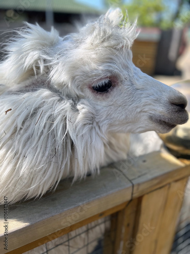 white alpaca portrait