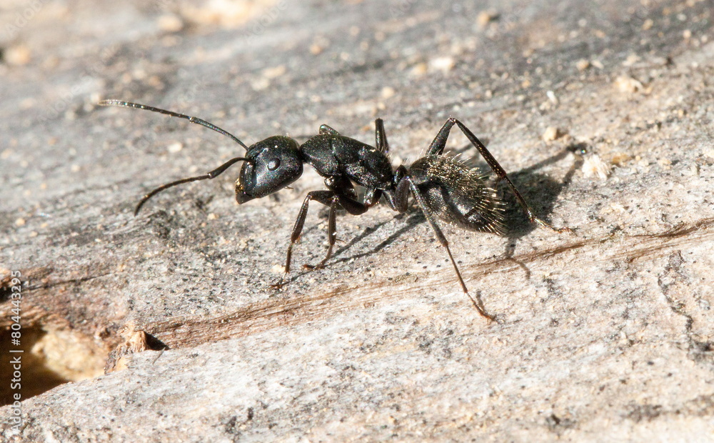 ant on a wood macro ant on a wood macro